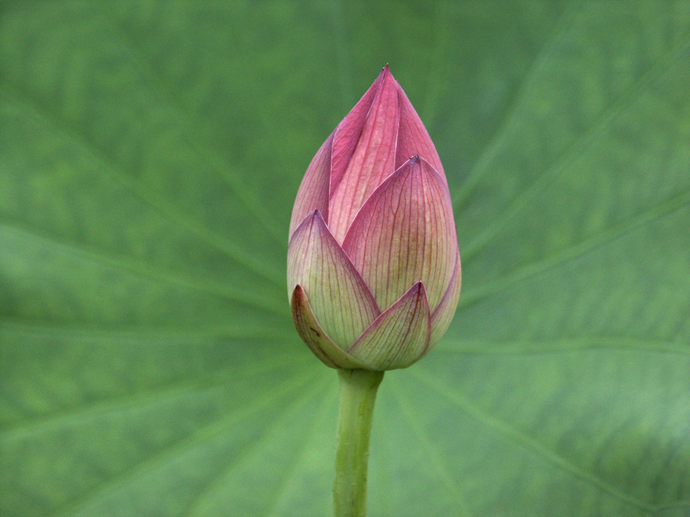 Flowers/Lotus.jpg