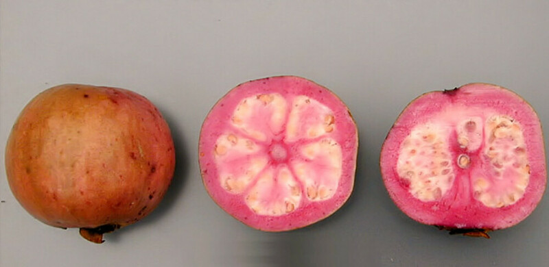 Fruit/Guava.jpg