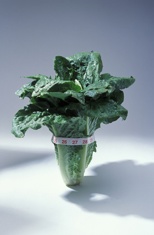 Vegetables/Romaine_lettuce.jpg