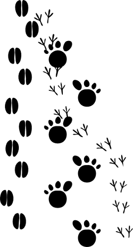 Nature/footprints.png