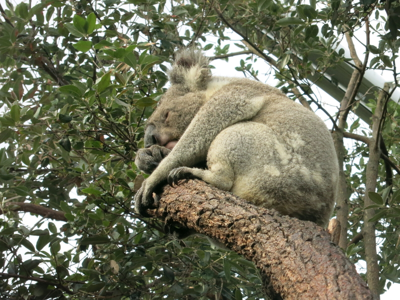 20130612.234.Koala.jpg