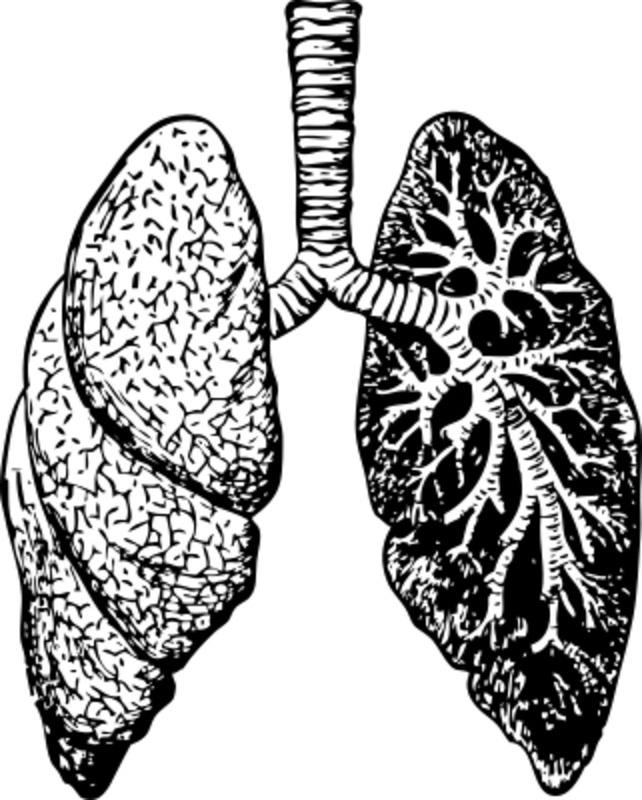 Body/lungs.jpg