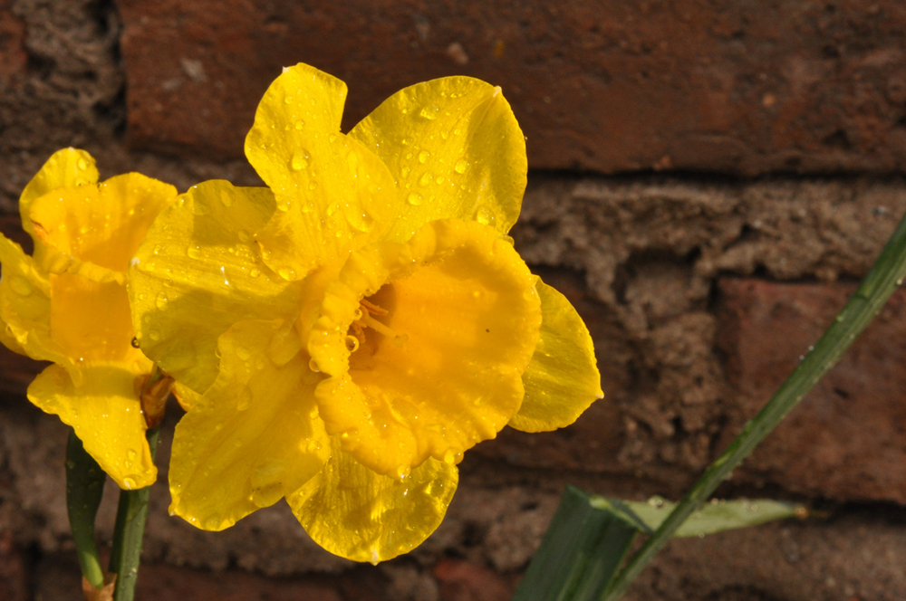 Flowers/Daffodil.jpg