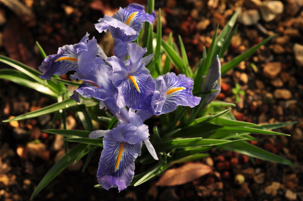 Flowers/Iris.jpg
