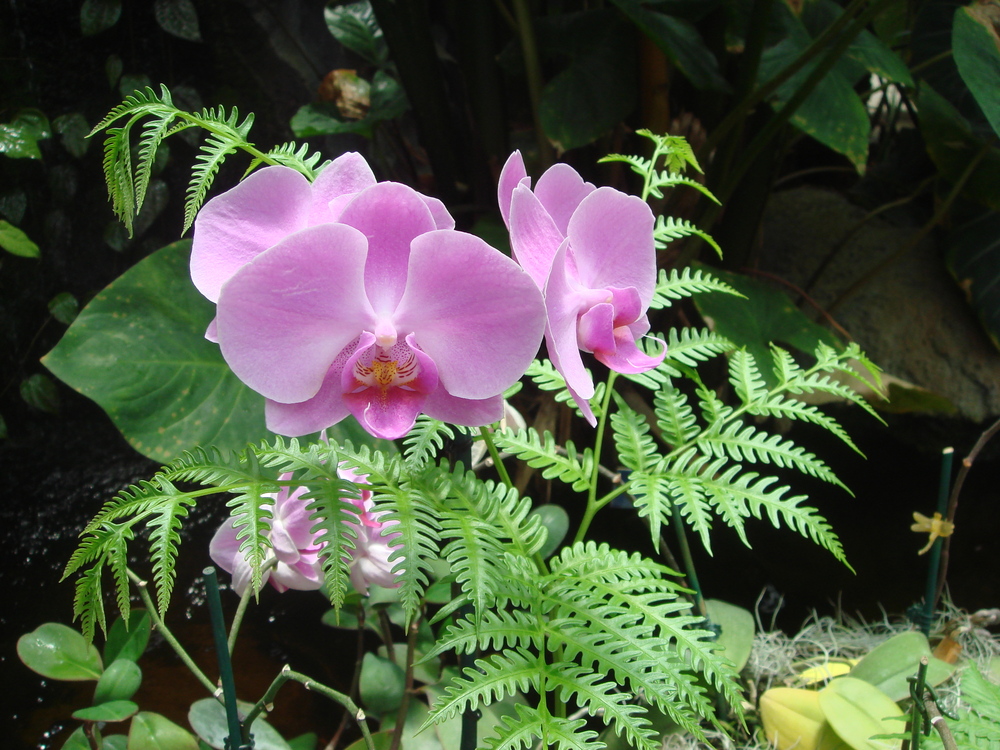 Flowers/Orchid.jpg