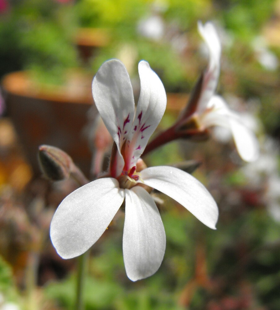 Flowers/Pelargonium.jpg