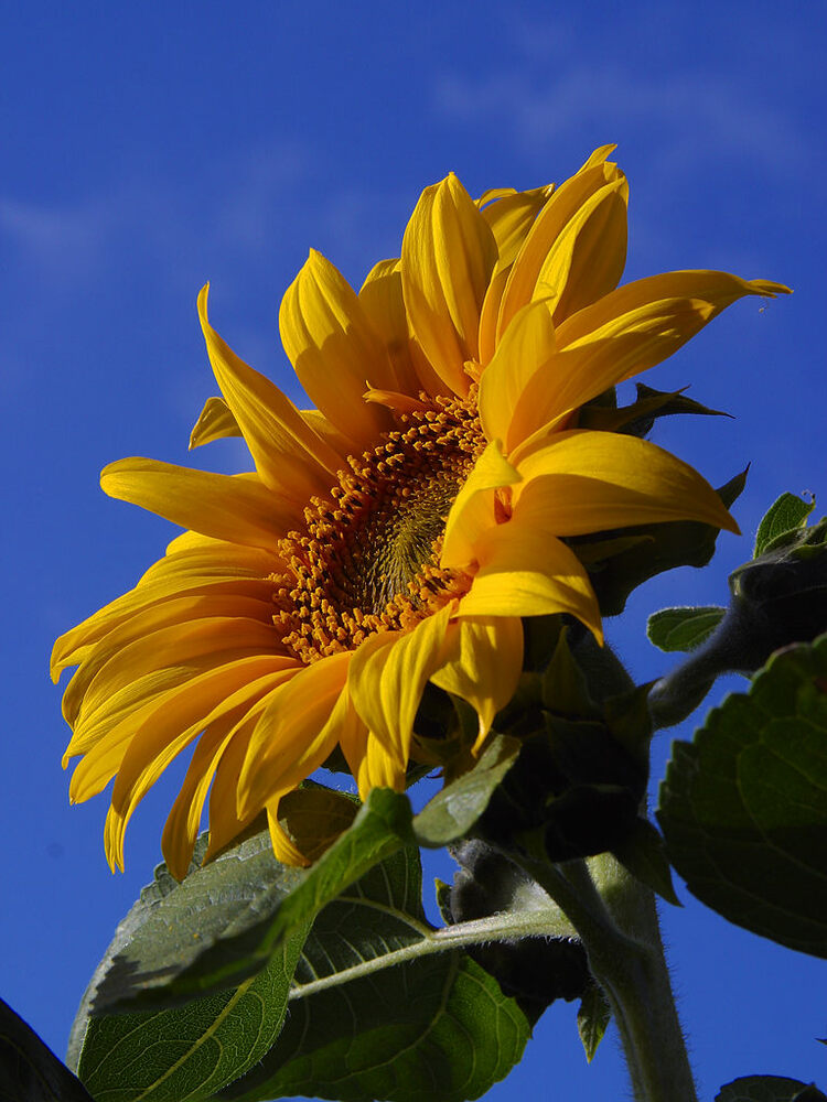 Flowers/Sunflower.jpg