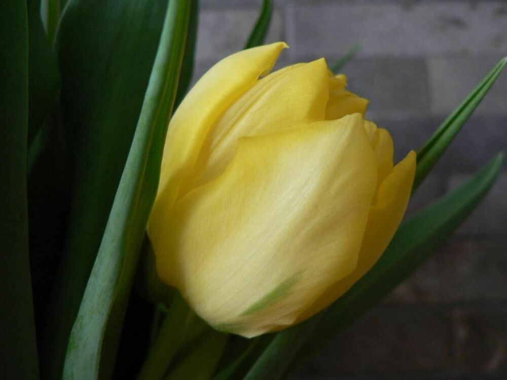 Flowers/Tulip.jpg