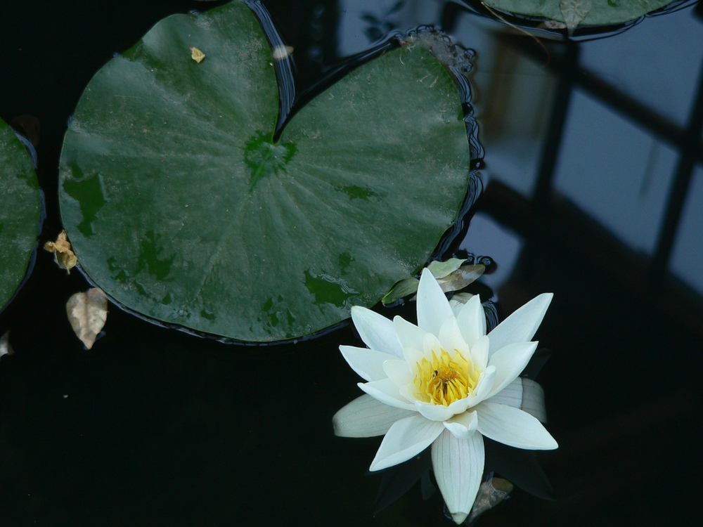 Flowers/Water_lily.jpg