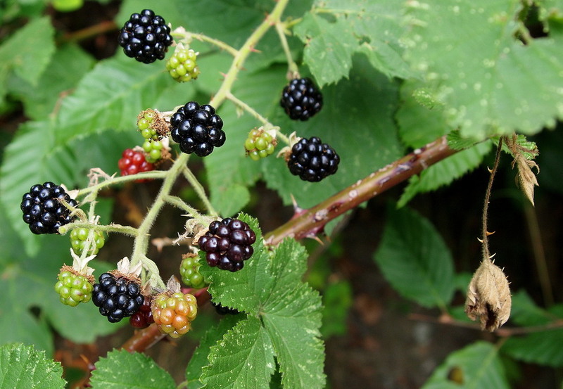 Fruit/Blackberries.jpg