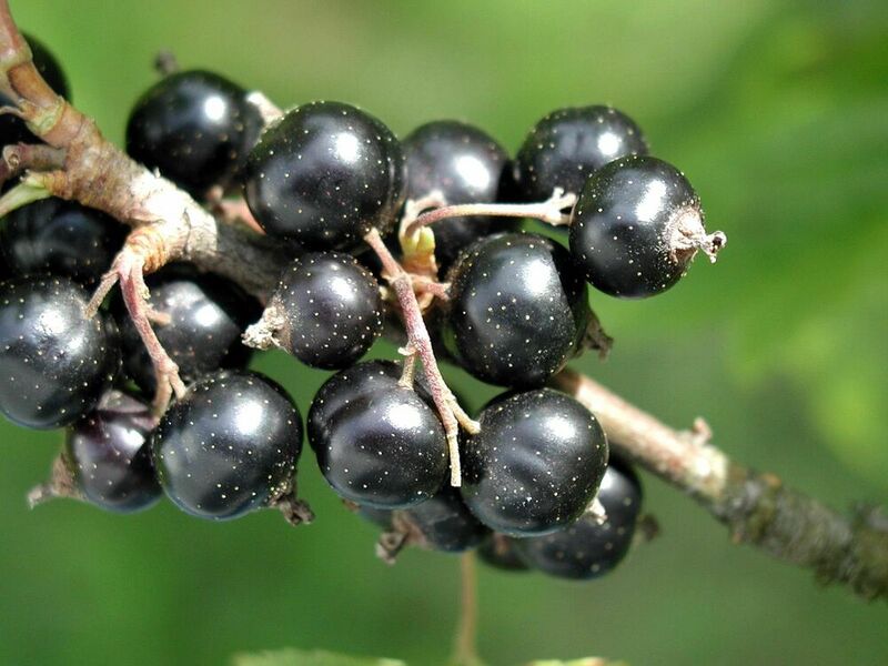 Fruit/Blackcurrant.jpg