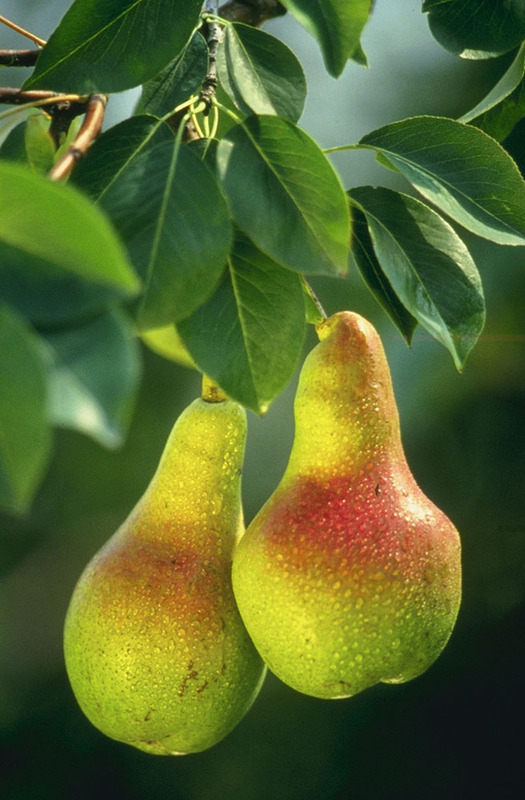 Fruit/Pears.jpg