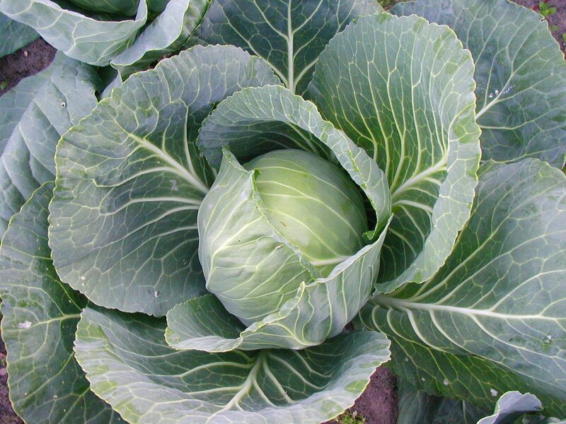 Vegetables/Cabbage.jpg