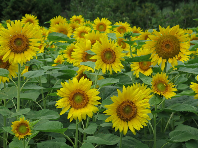 20150815.05.Sunflowers.jpg