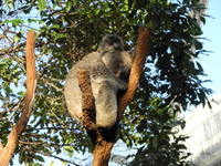 20120614.1794.koala.jpg
