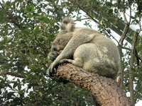 20130612.234.Koala.jpg