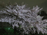 20160403.01.Sakura.jpg