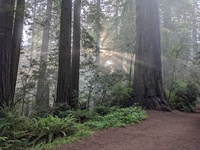 20220802.1.Redwoods.jpg