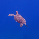 20251224.3.Turtle.jpg