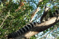 20260725.4.Lemur.jpg