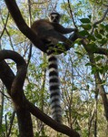 20260725.5.Lemur.jpg