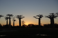 20260801.2.Baobab.jpg